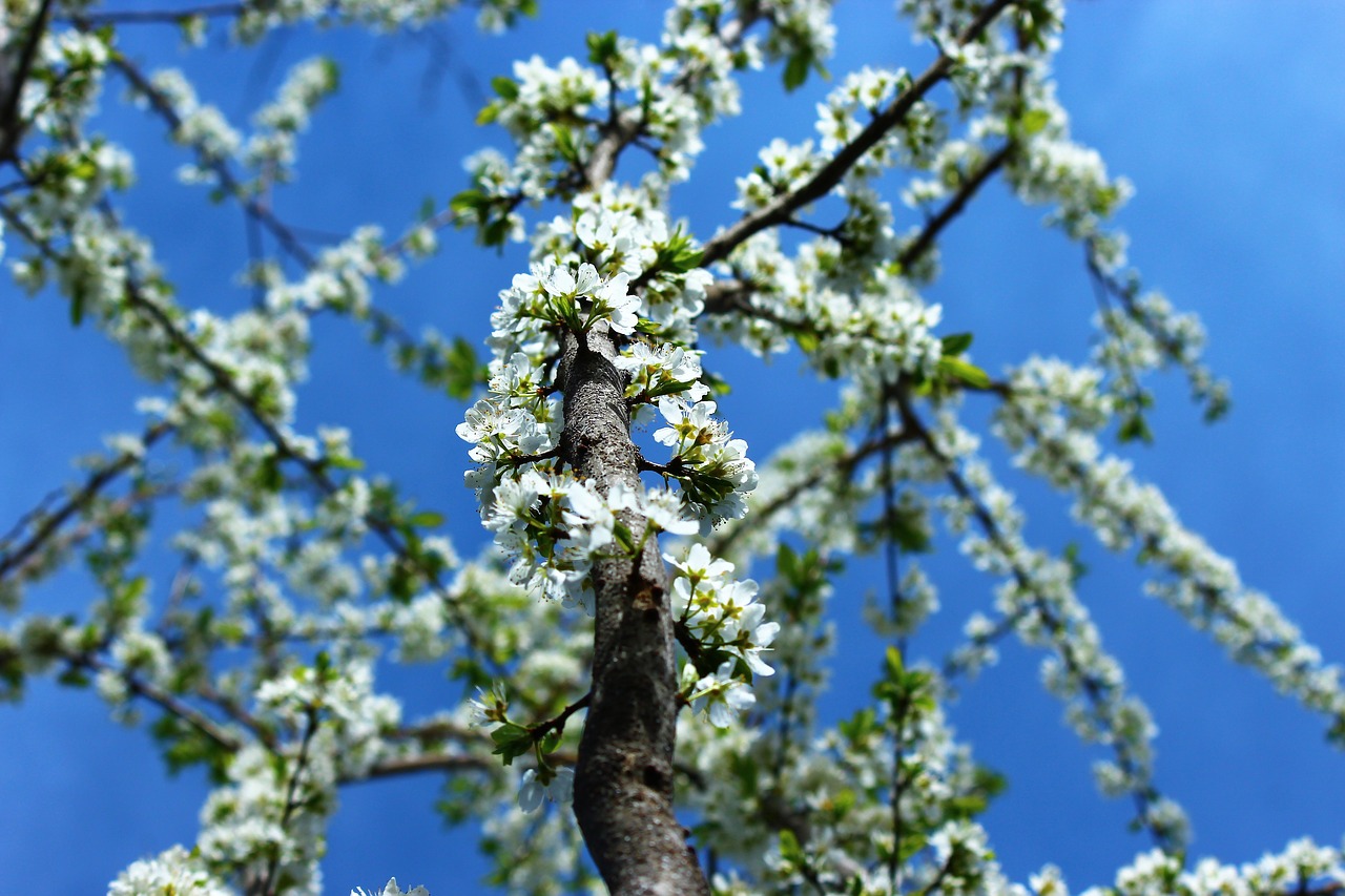 tree branch current season free photo