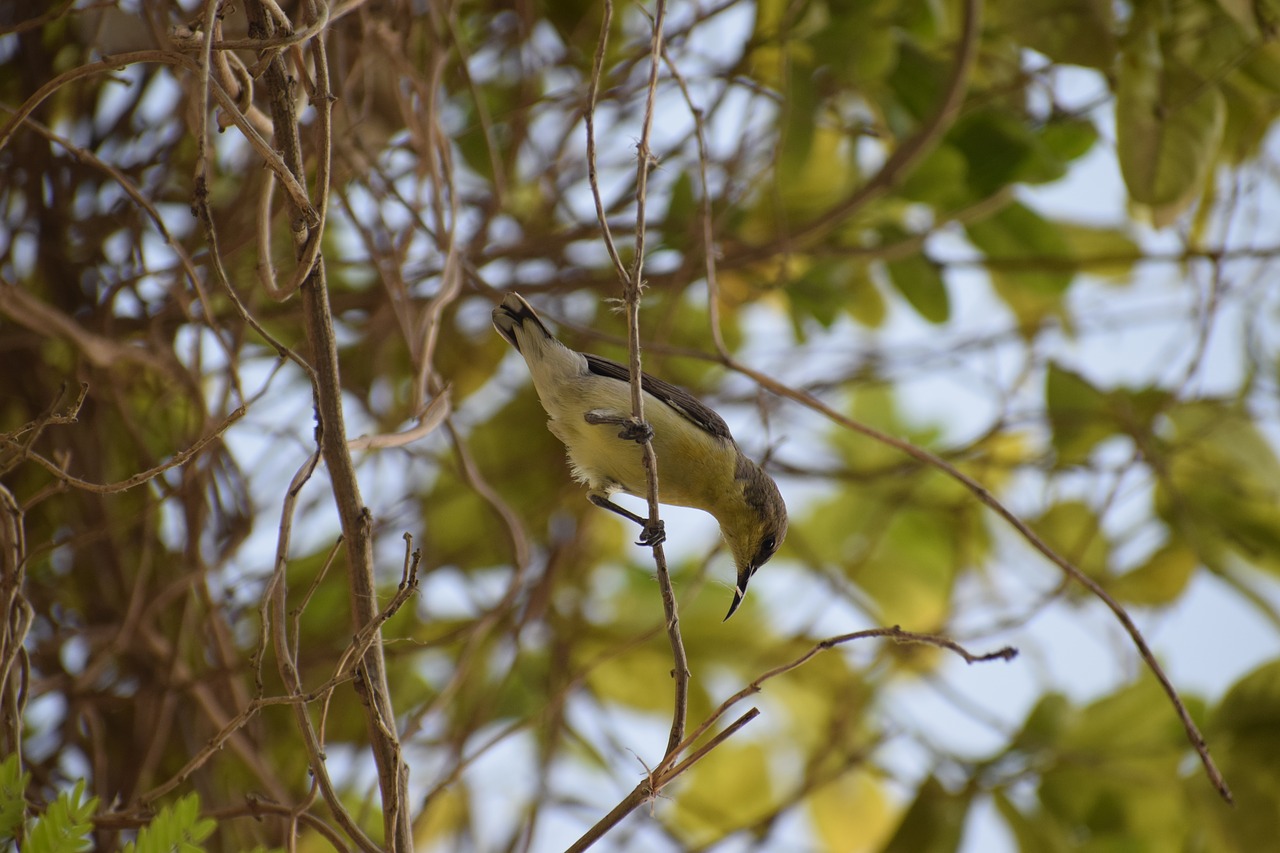 tree nature outdoors free photo