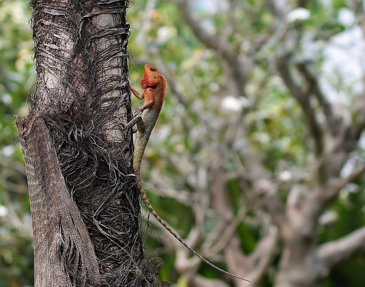 tree wood wildlife free photo