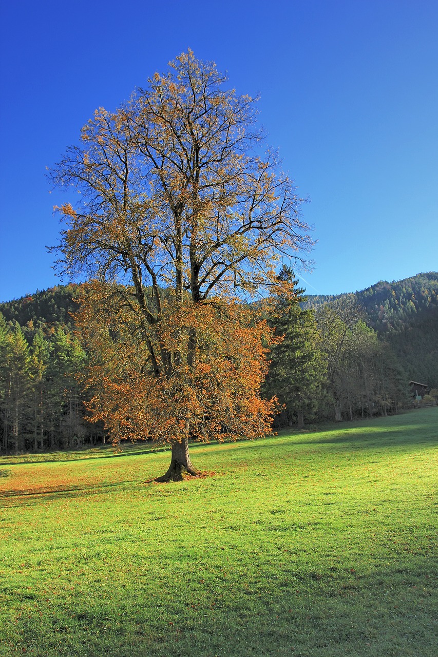 tree landscape nature free photo