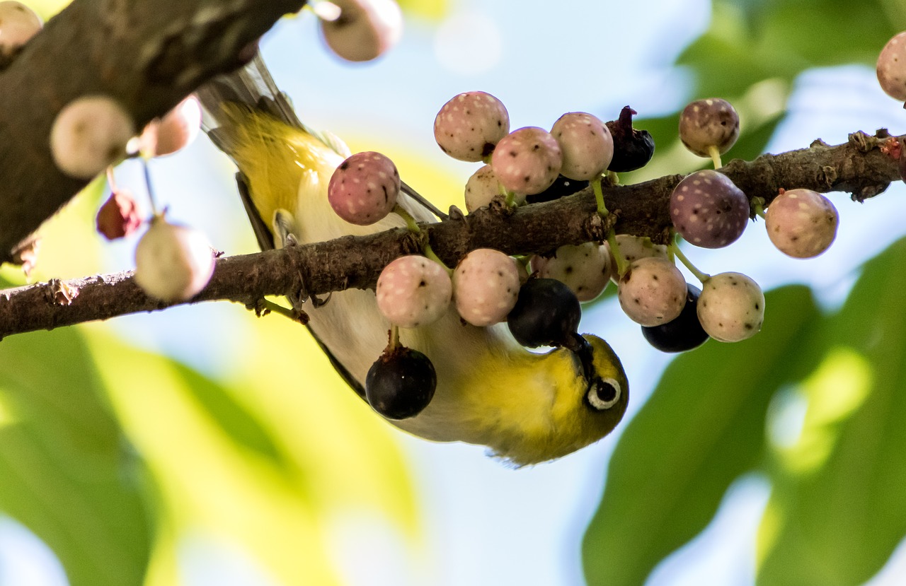 tree nature fruit free photo