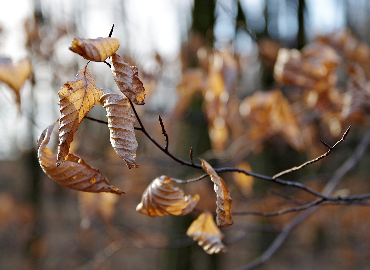 tree leaf autumn free photo