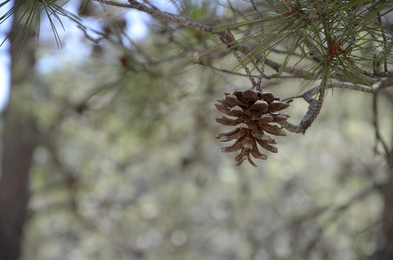 tree nature open air free photo