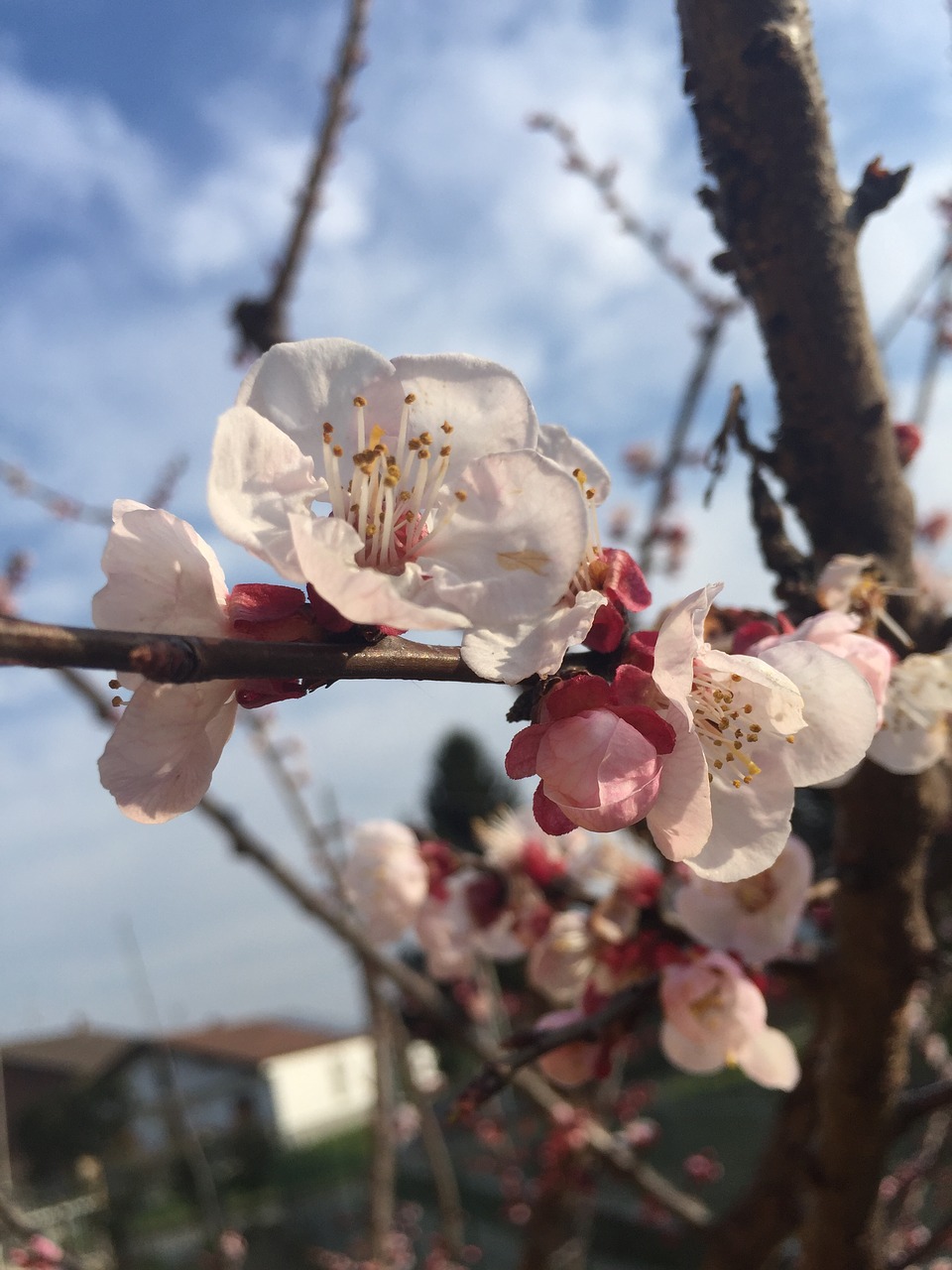 tree nature outdoors free photo