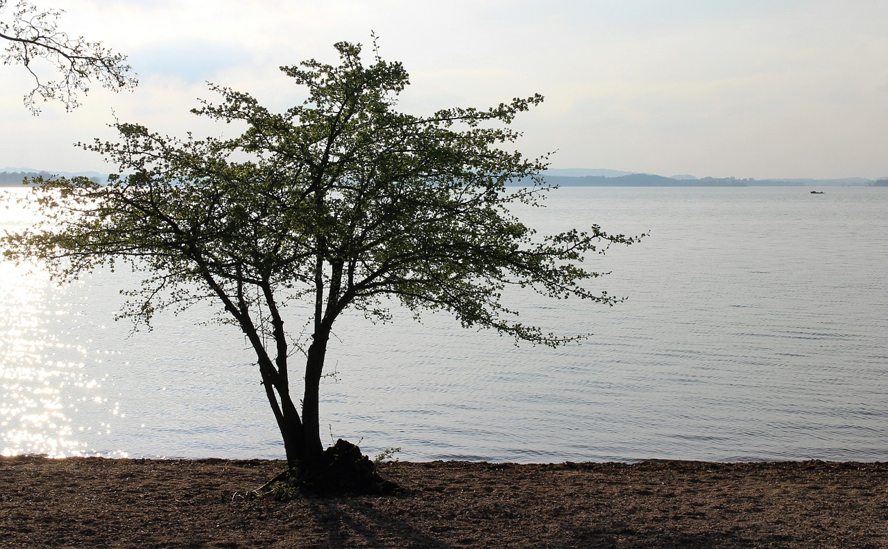 tree bush lake free photo