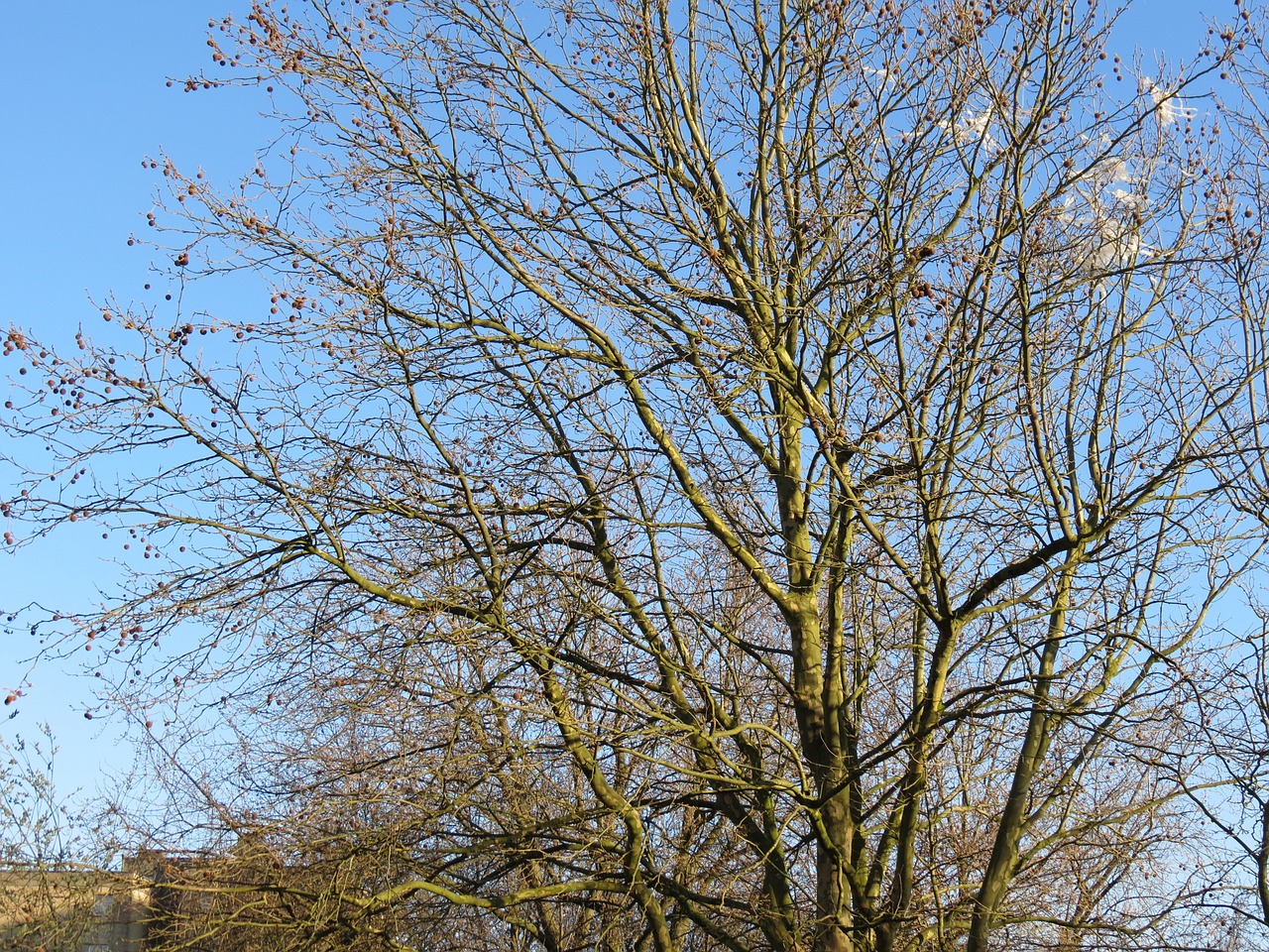 tree autumn nature free photo