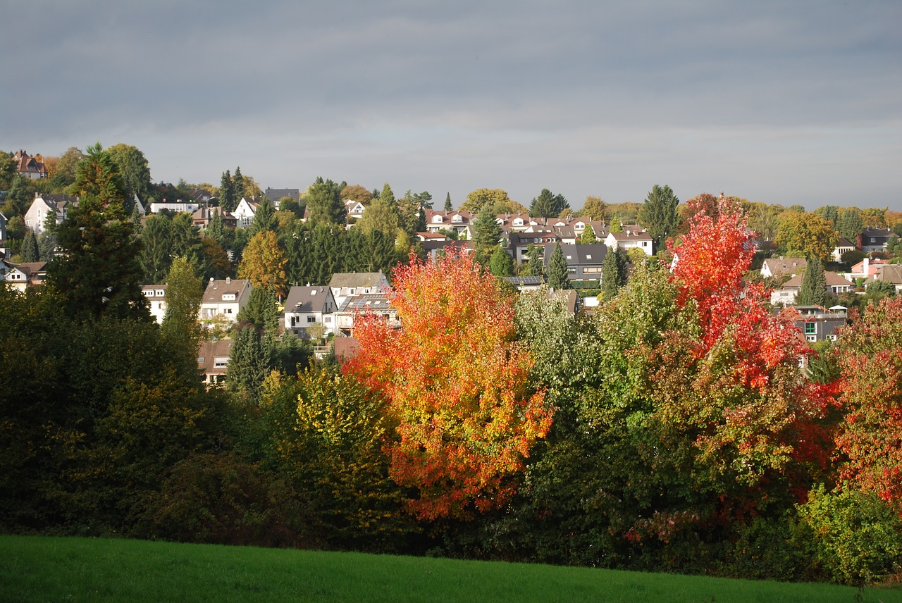 tree nature autumn free photo