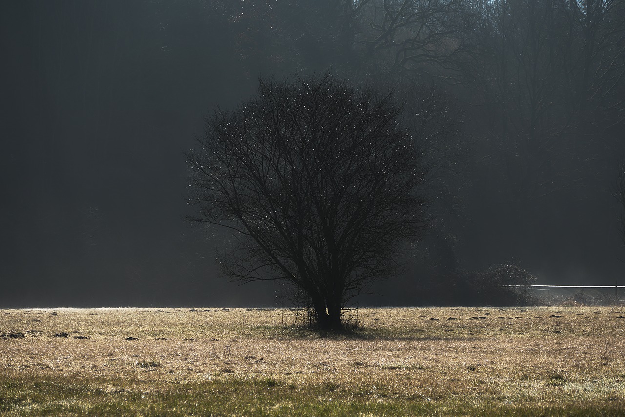 tree fog dawn free photo