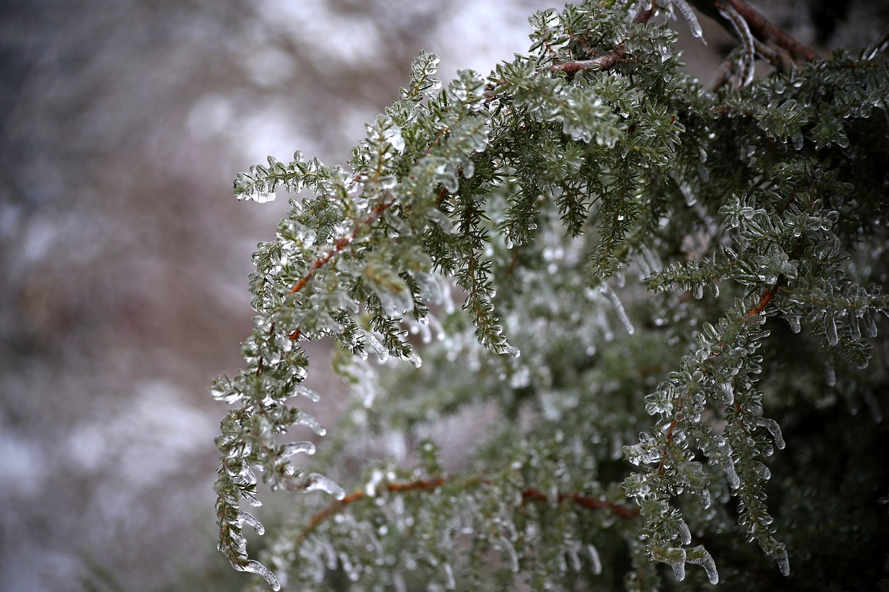 tree winter leann free photo