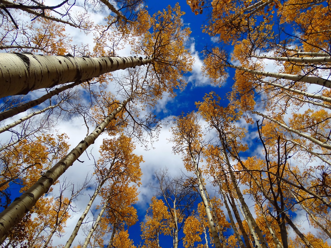 tree fall branch free photo