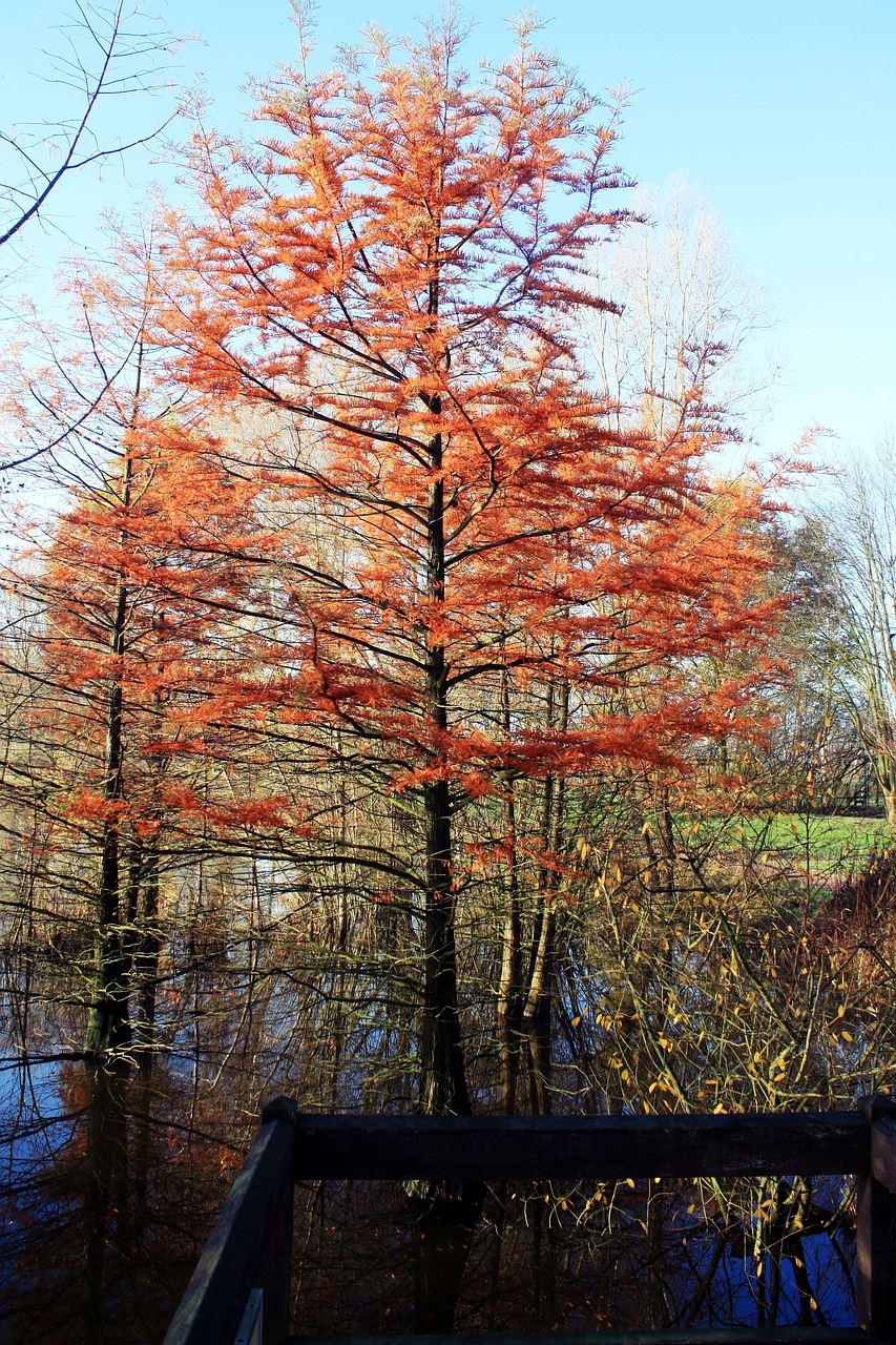 tree autumn wood free photo