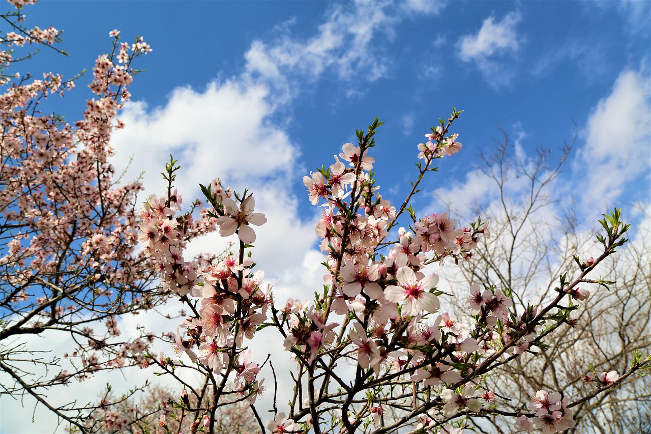 tree flower nature free photo