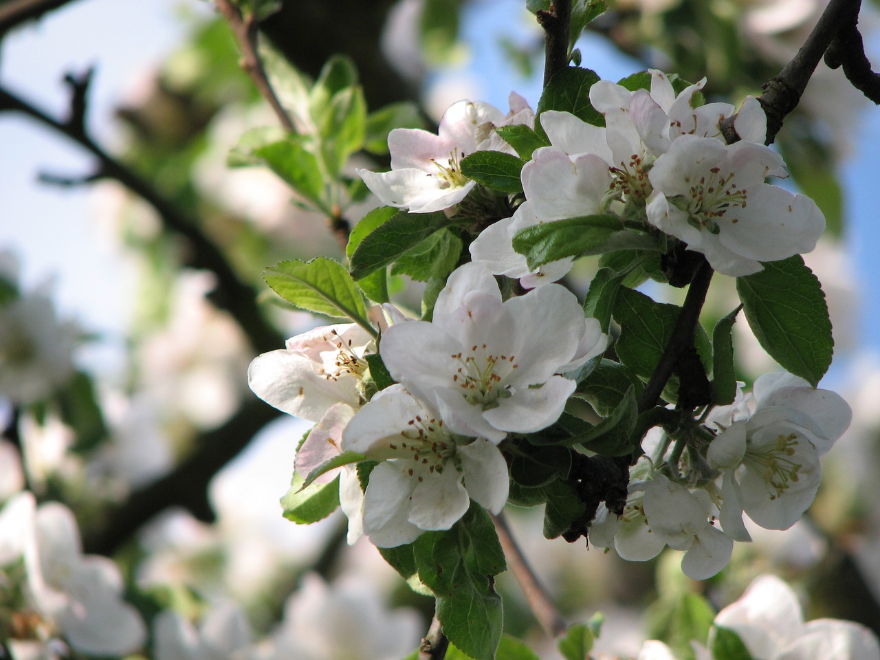 tree flower branch free photo