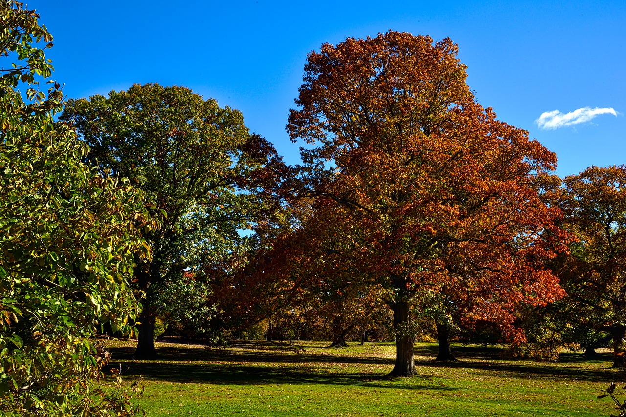 tree leaf nature free photo