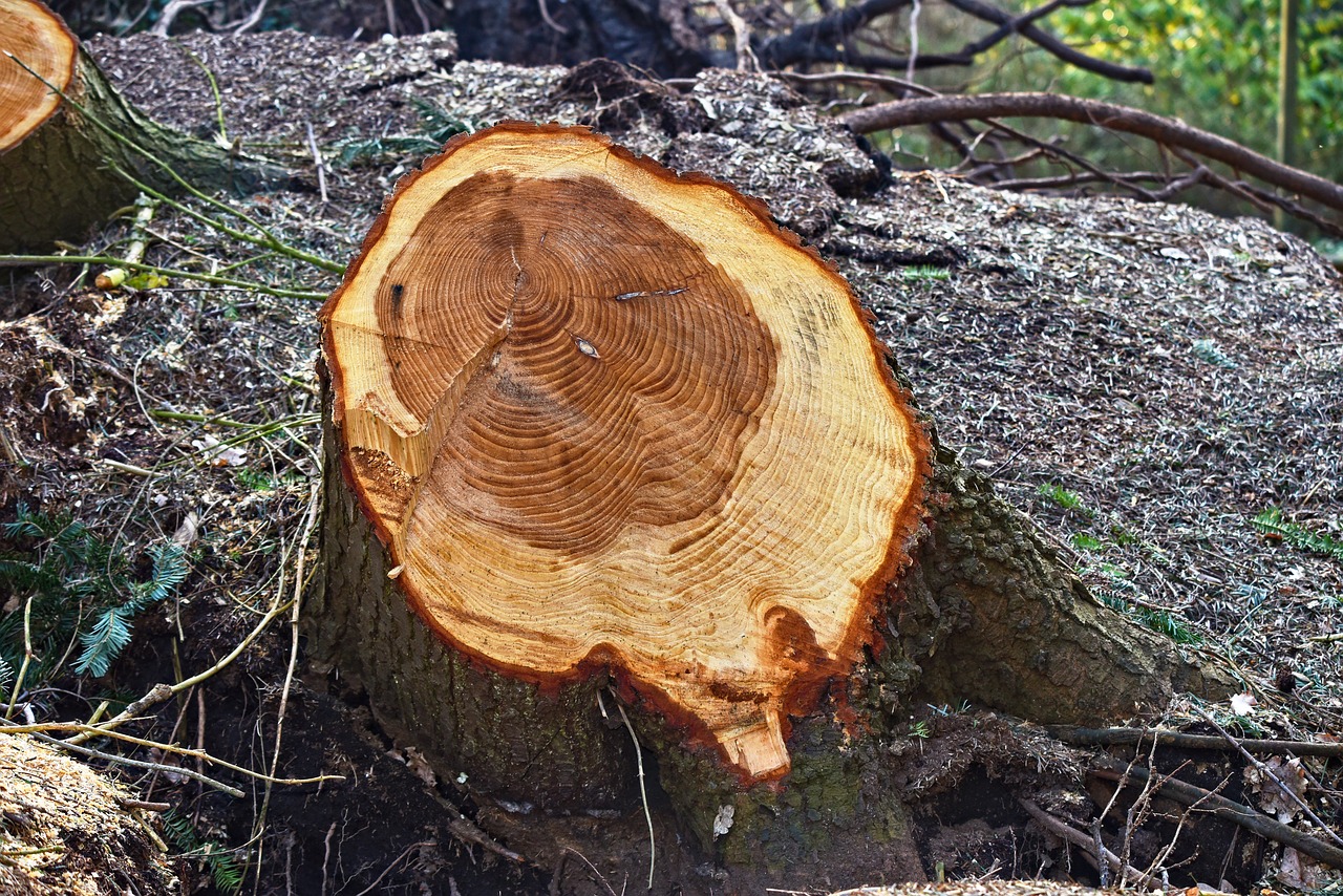 tree chopped cut free photo