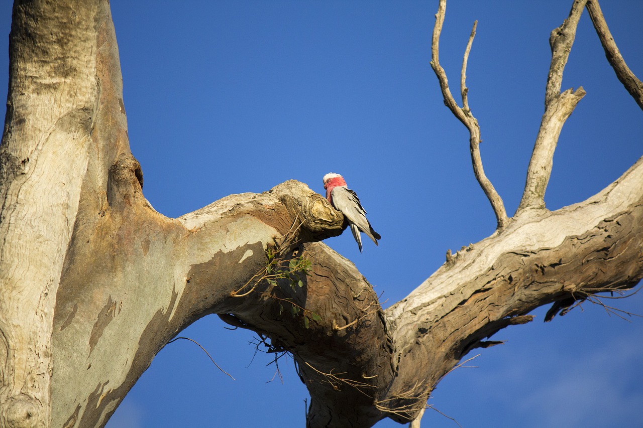 tree nature outdoors free photo