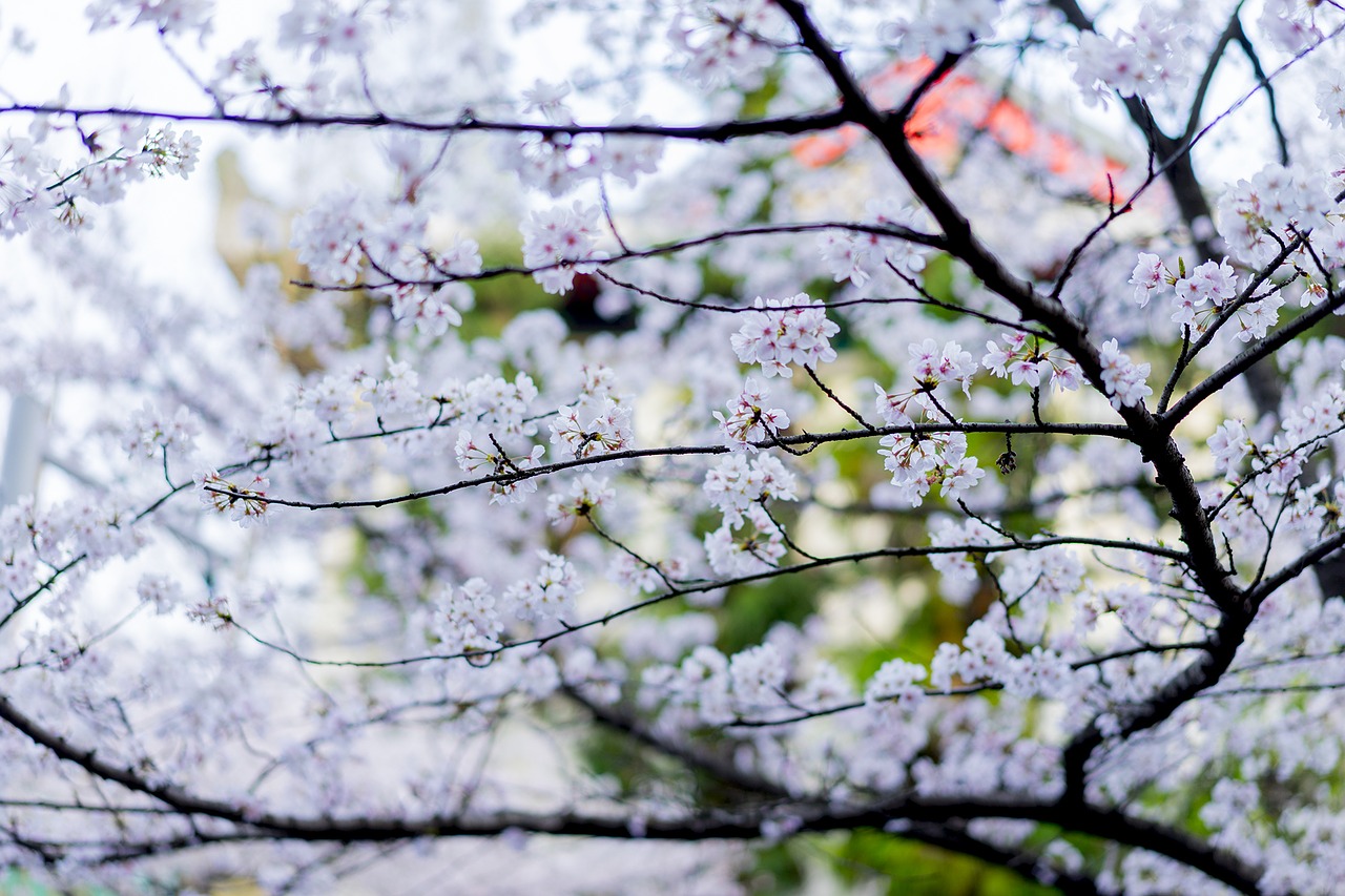 tree season branch free photo