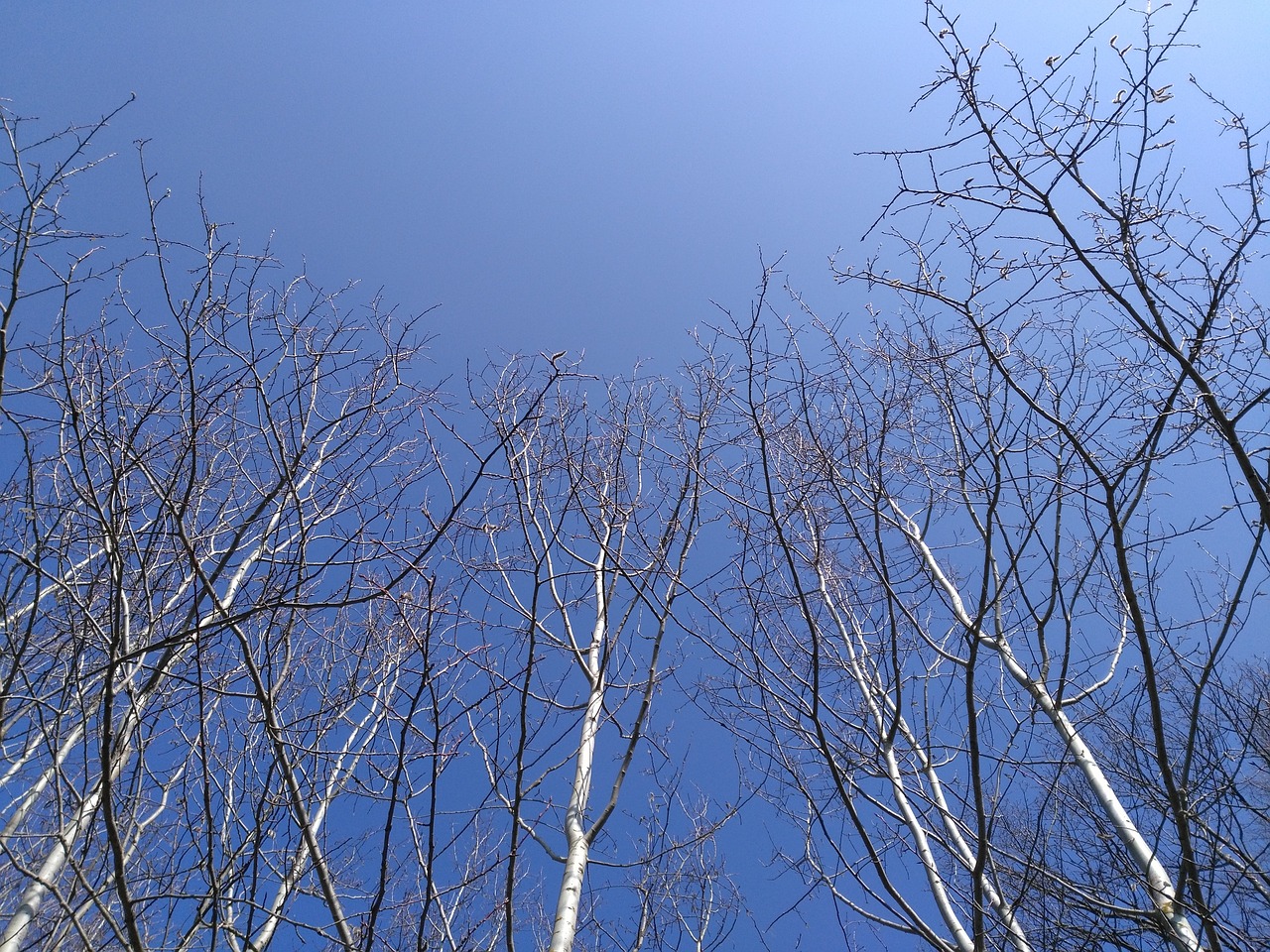 tree nature sky free photo