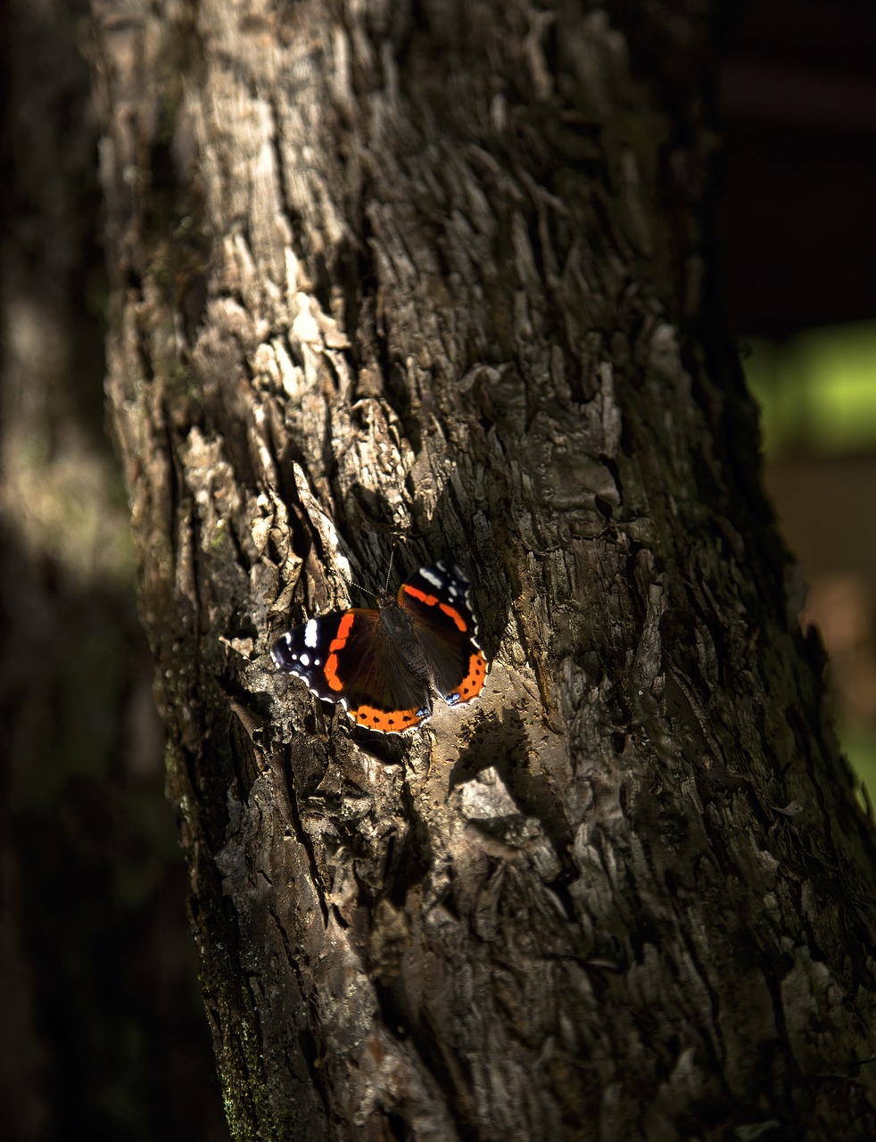 tree bark wood free photo