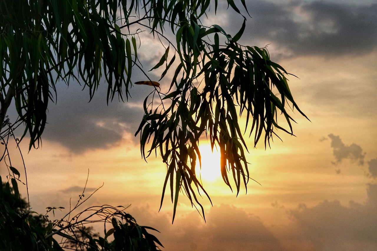 tree branch hanging free photo