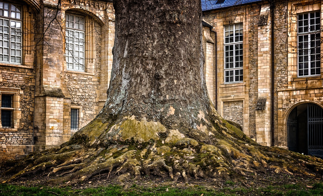 tree tribe log free photo