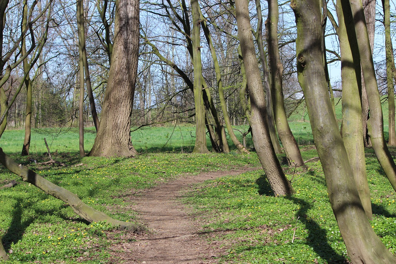 tree wood nature free photo