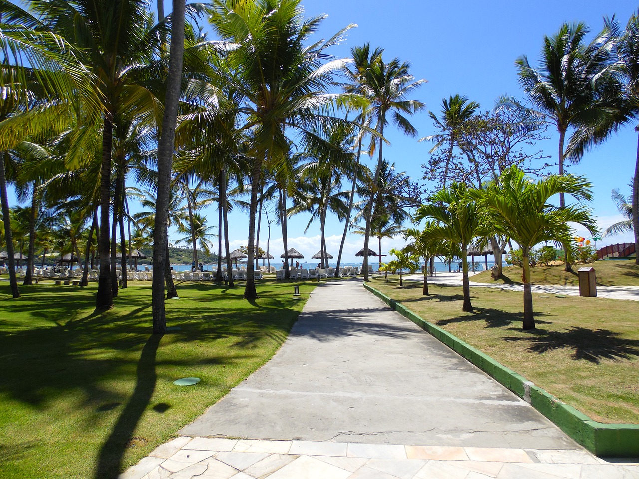 tree tropical beach free photo