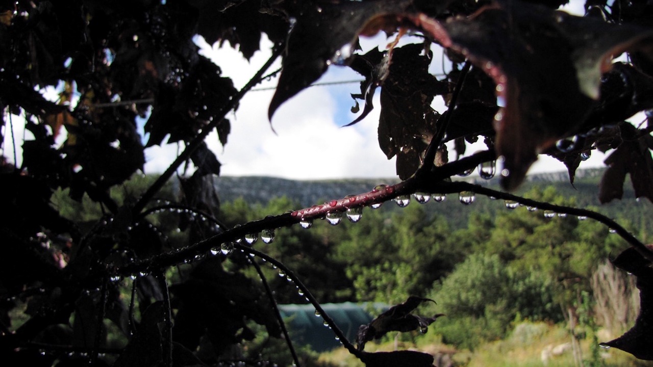 tree nature outdoor free photo