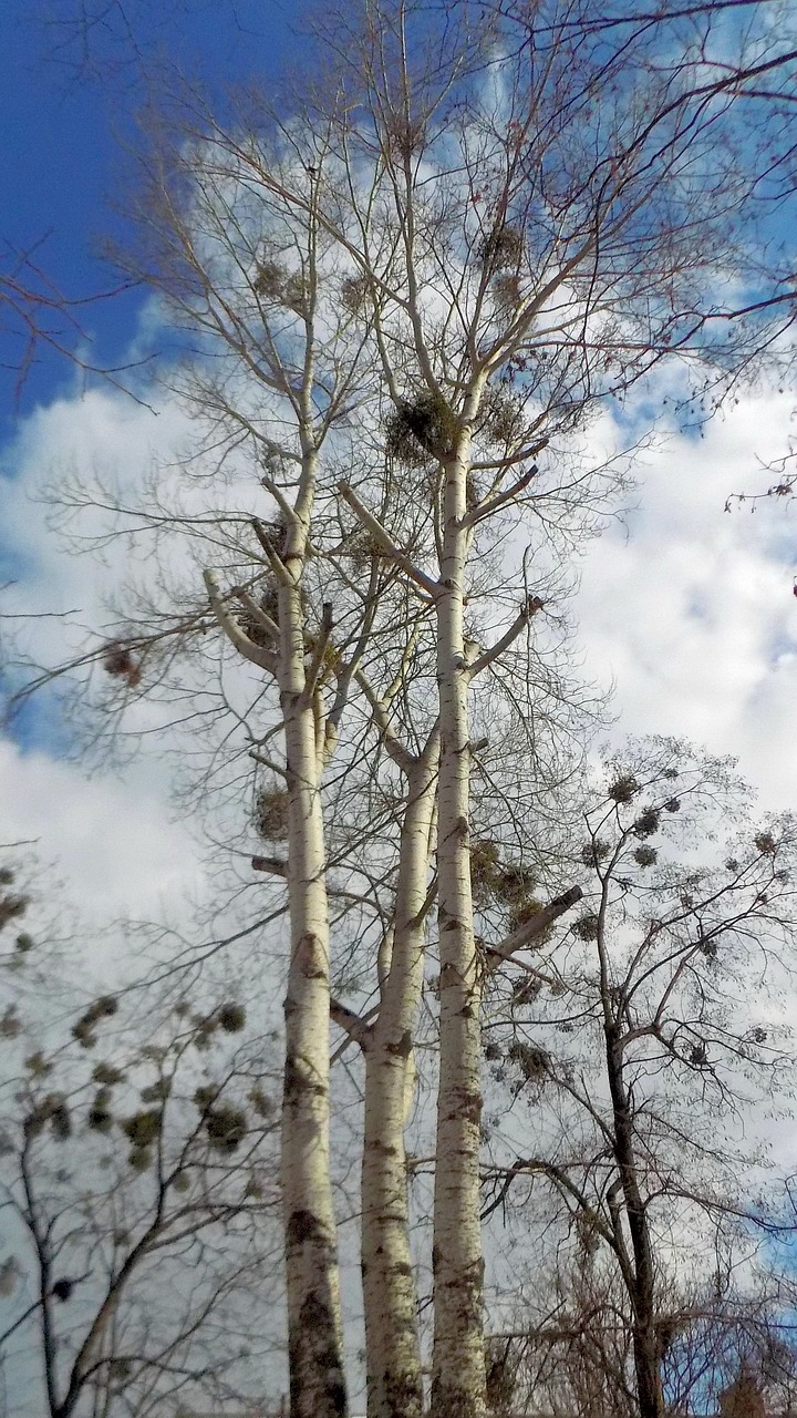 tree winter nature free photo