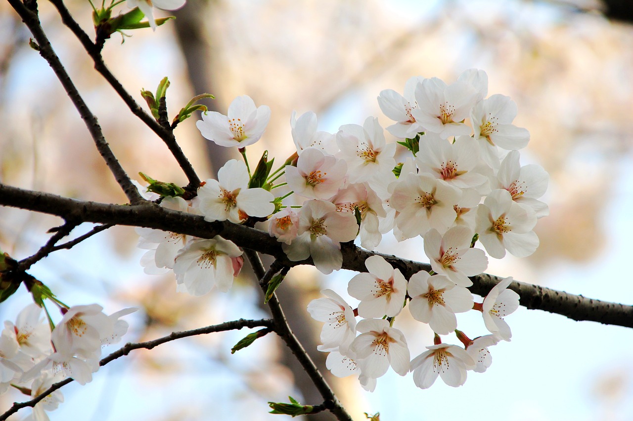 tree flower cherry wood free photo