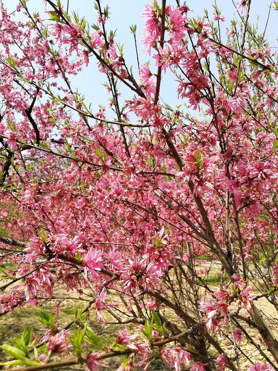 tree branch cherry wood free photo