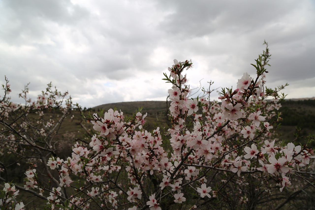 tree flower current season free photo