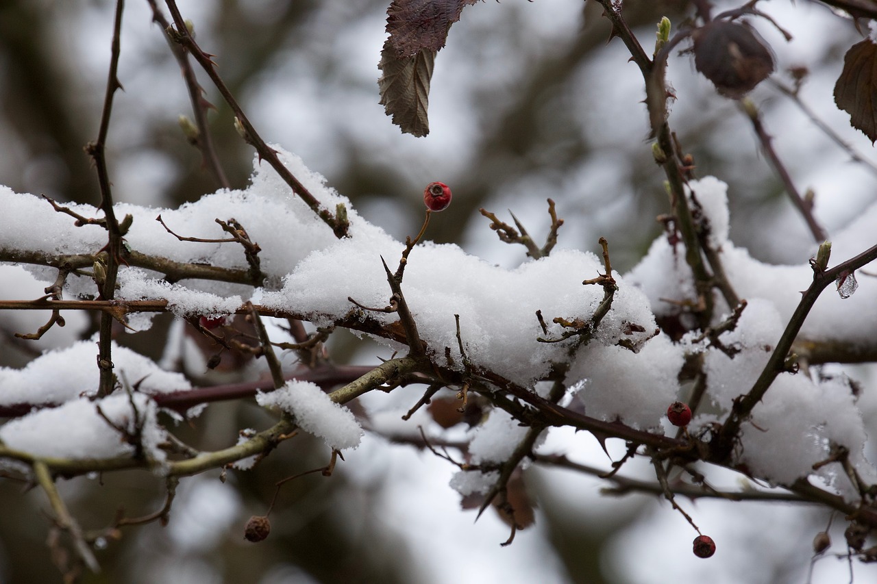 tree branch season free photo