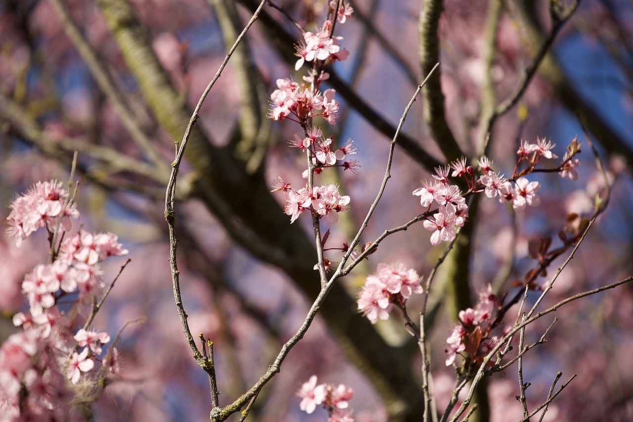 tree flower season free photo