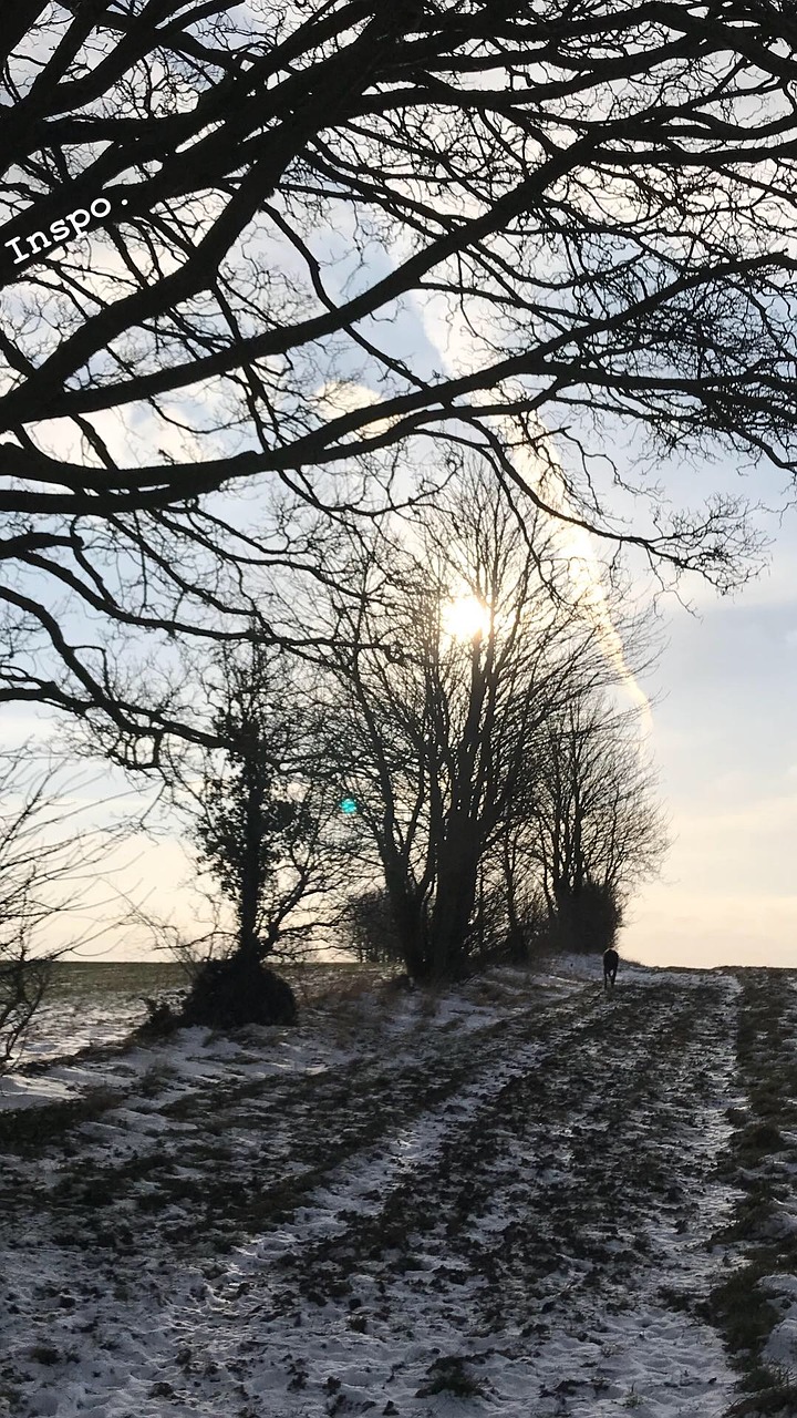 tree nature winter free photo