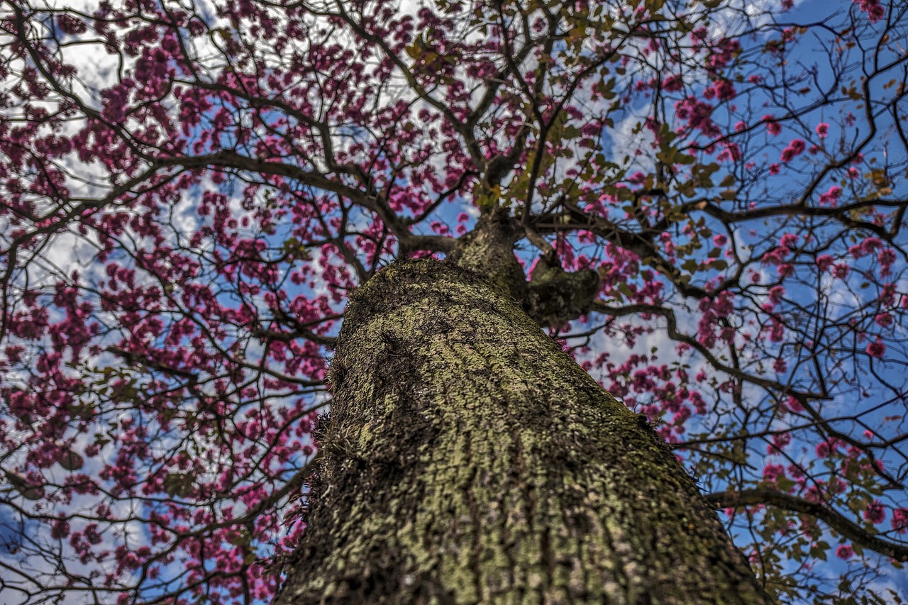 tree branch station free photo