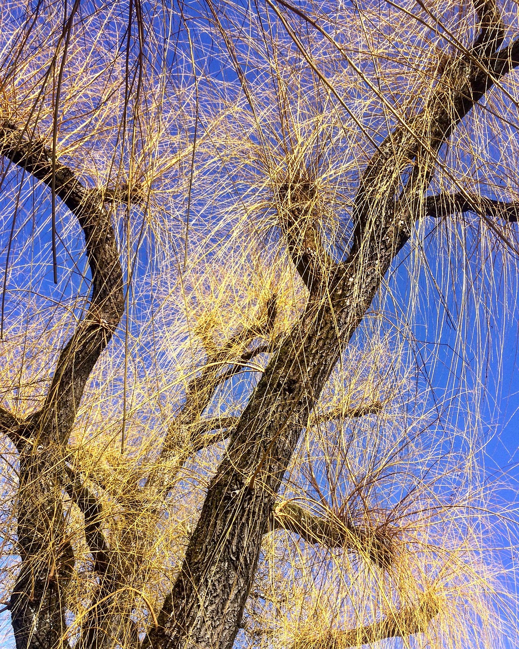 tree nature spring free photo