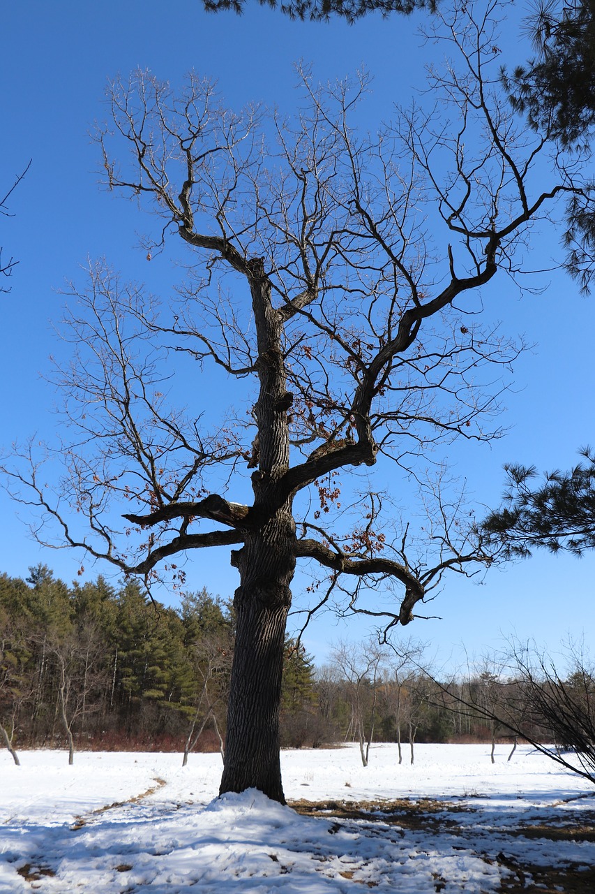 tree winter wood free photo