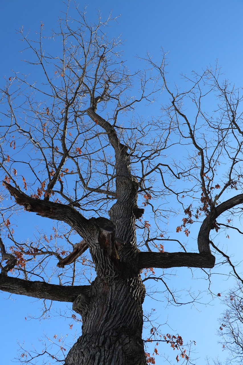 tree nature branch free photo