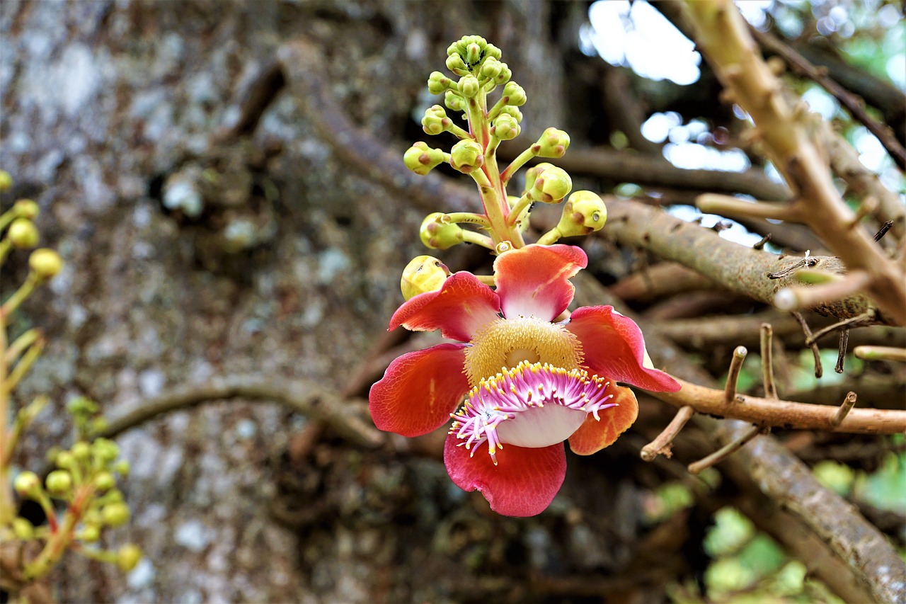 tree nature branch free photo