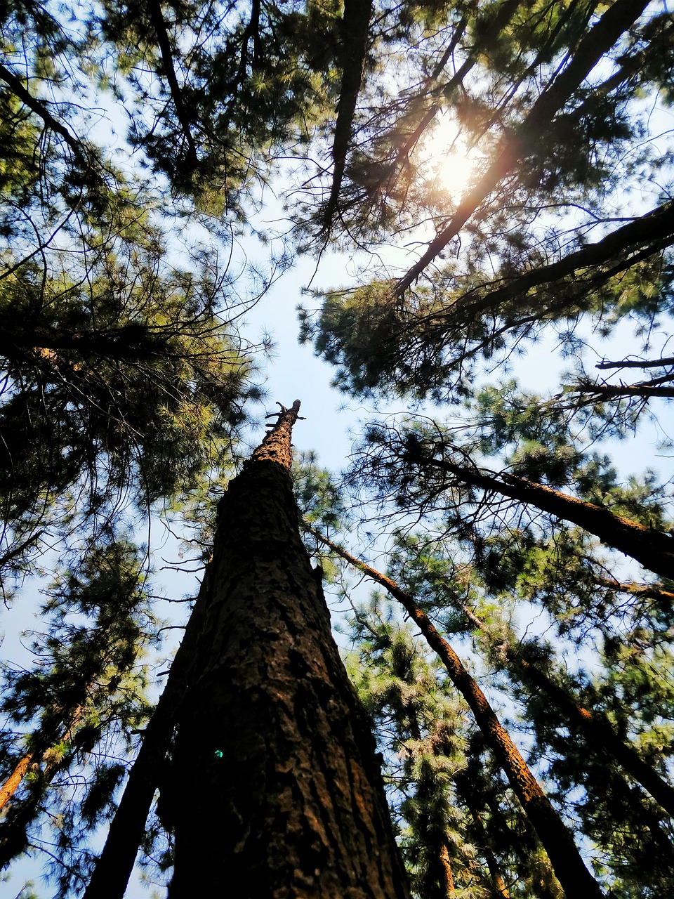 pine environmental