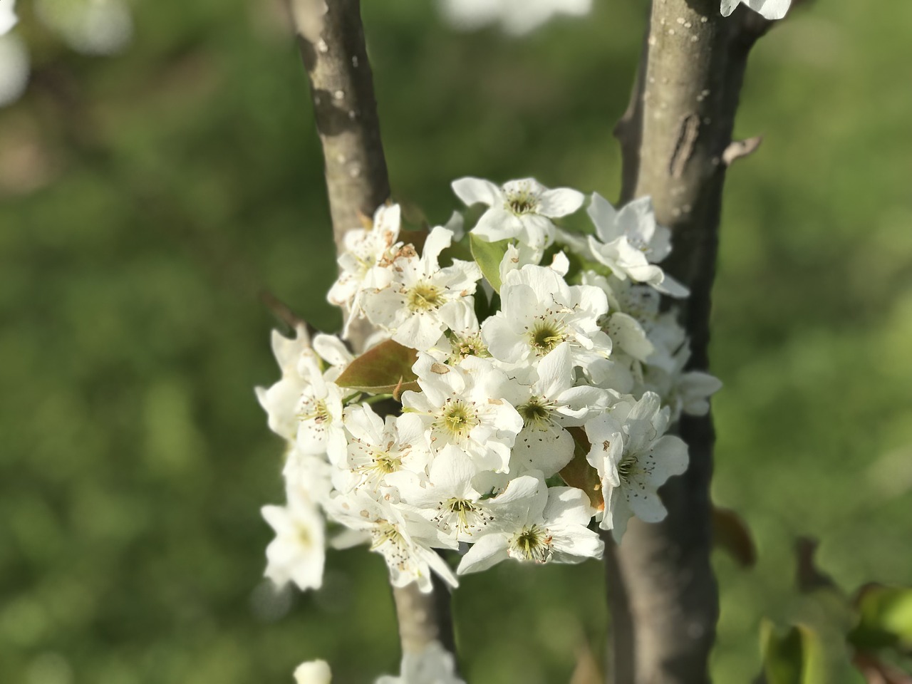 tree nature plant free photo