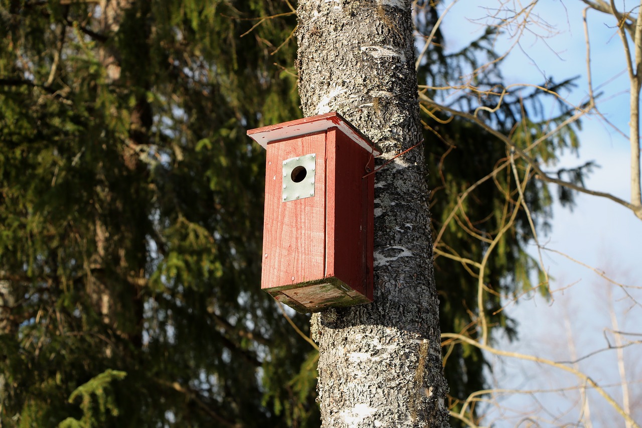 tree nature birdhouse free photo