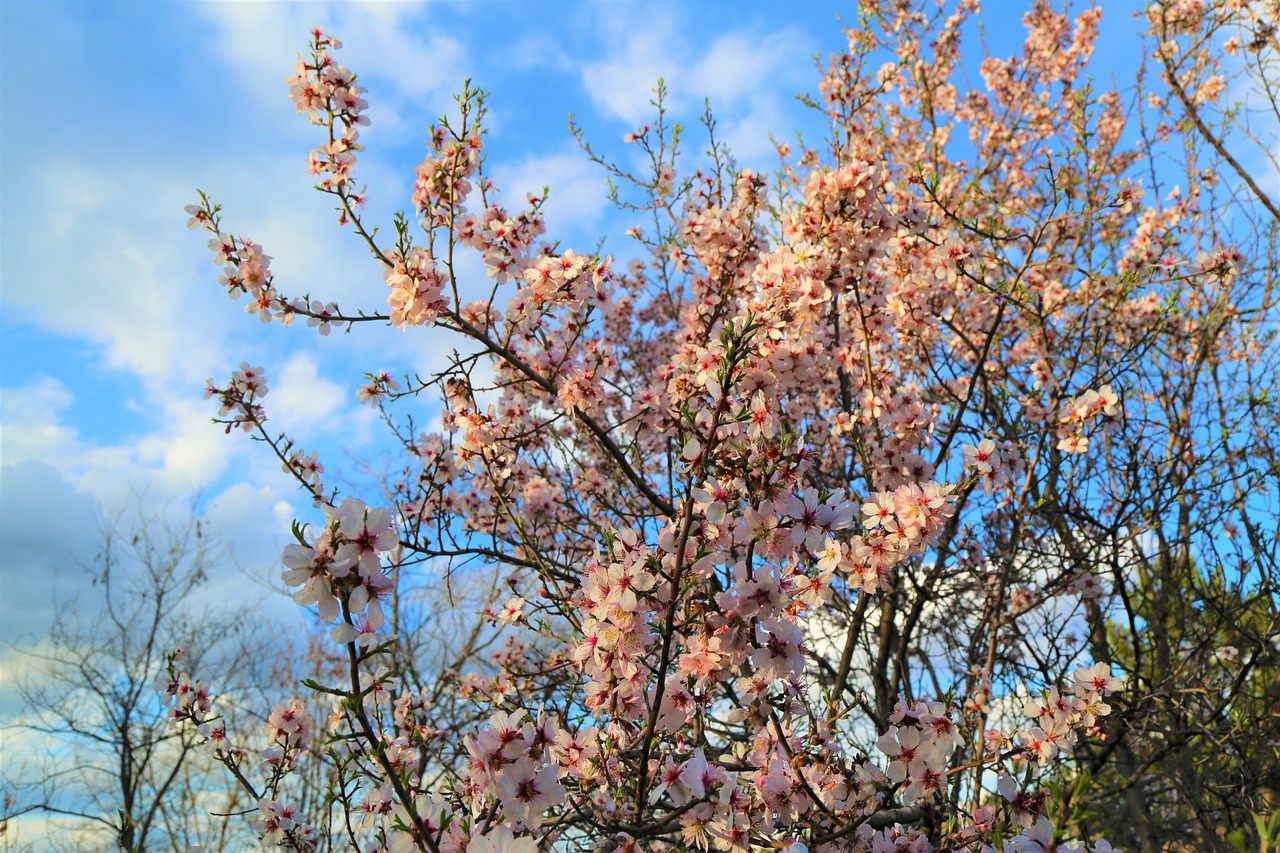 tree blue sky nature free photo