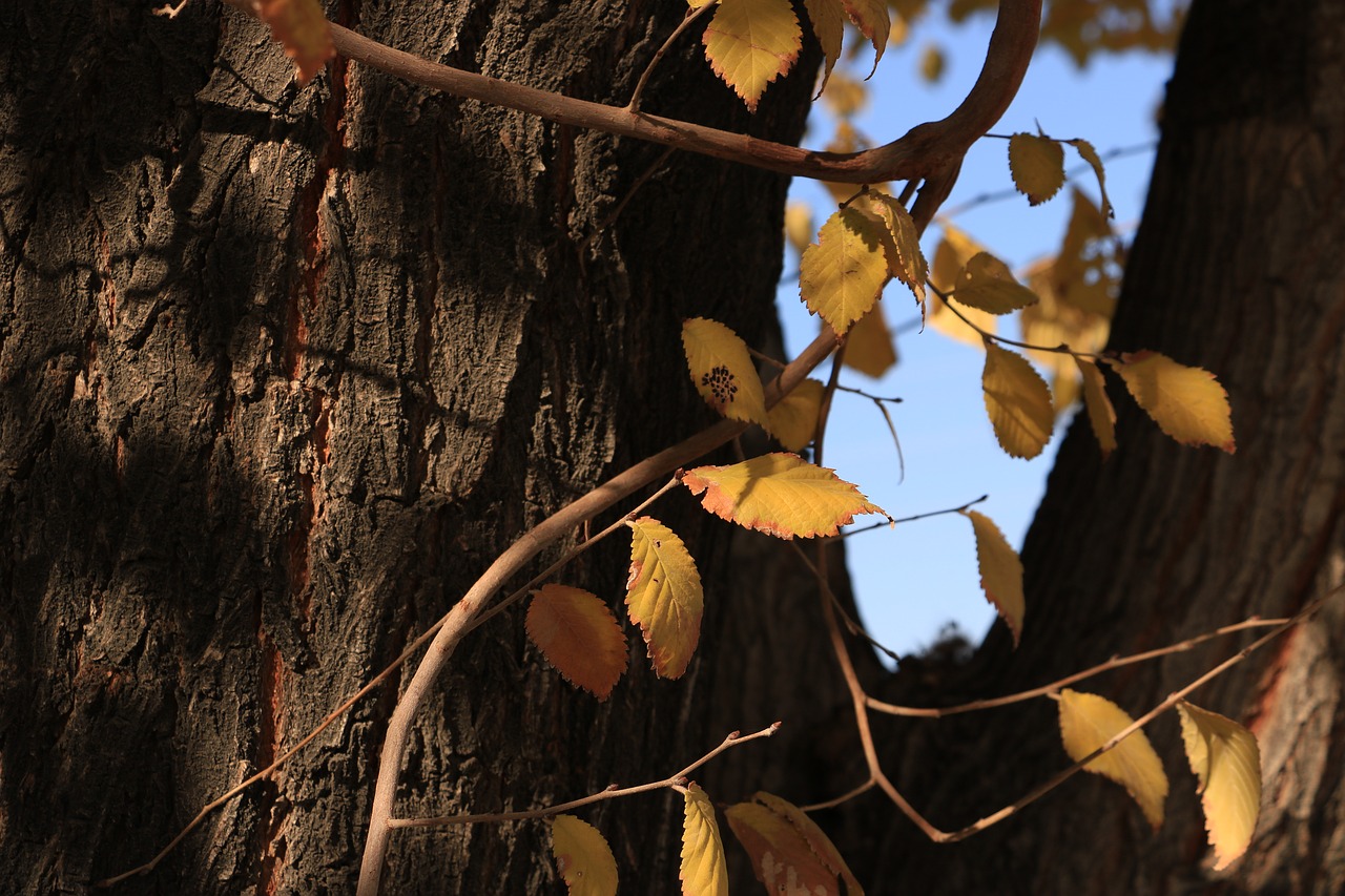 tree nature wood free photo