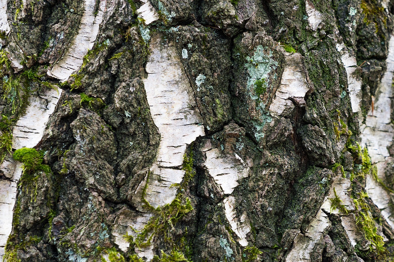 tree bark nature free photo