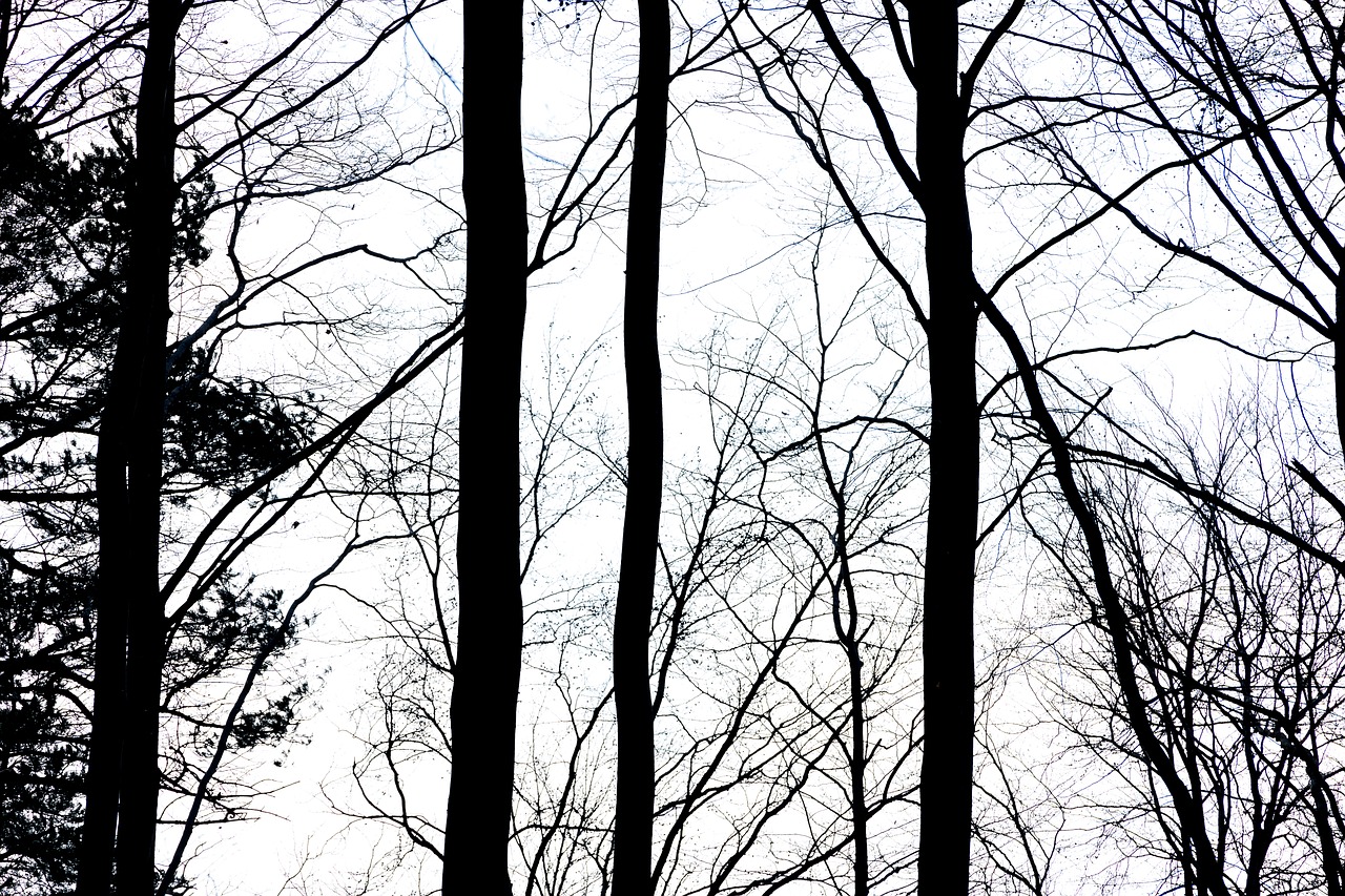 tree wood landscape free photo
