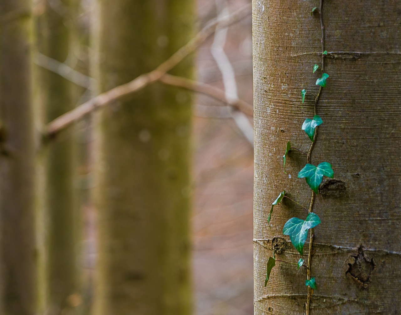 tree wood nature free photo