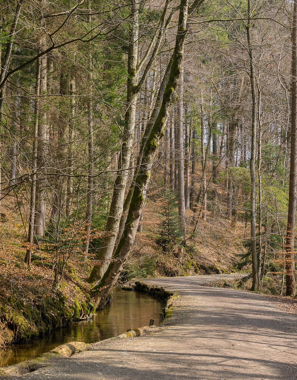 tree wood nature free photo