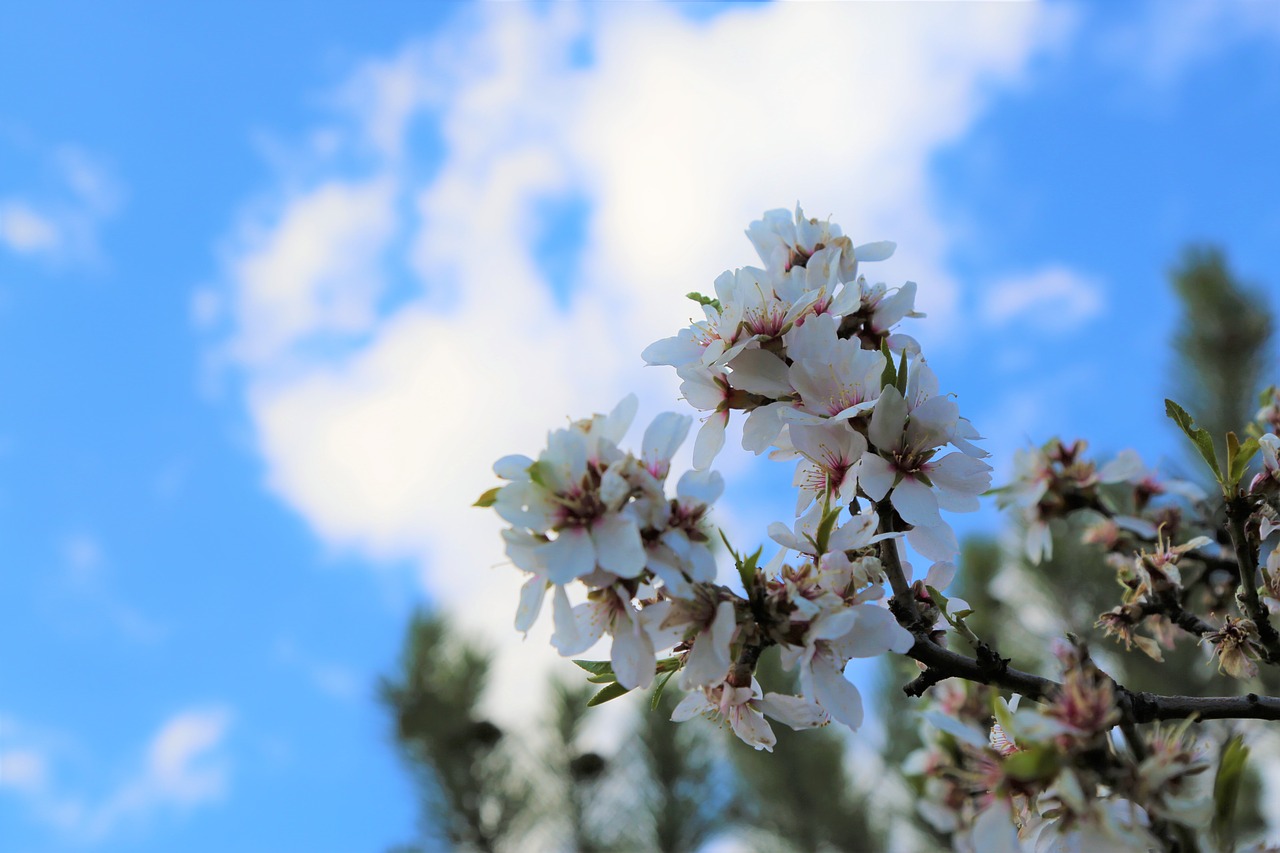 tree nature flower free photo